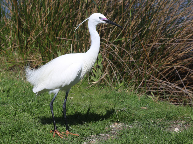 Aigrette garzette
