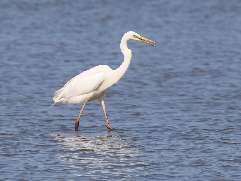 Grande aigrette