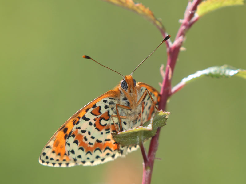 Mélitée orangée Mélitée orangée