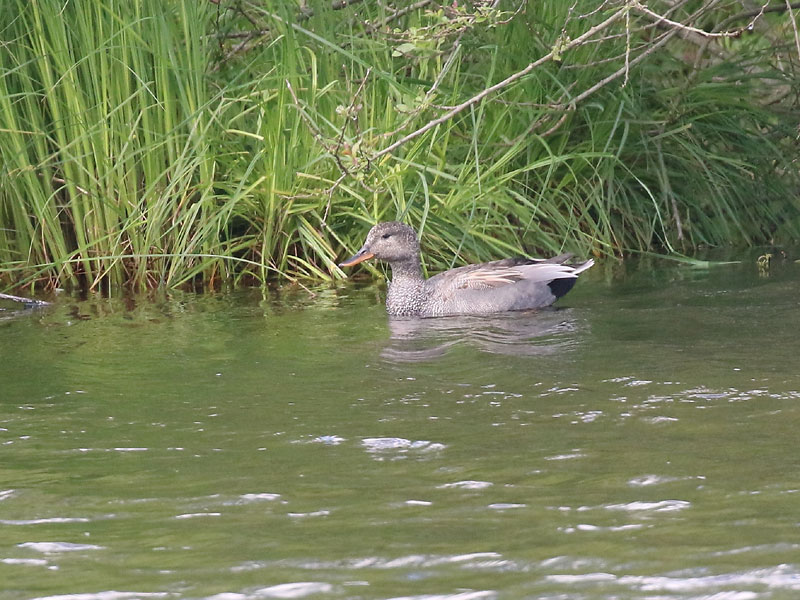 Canard chipeau