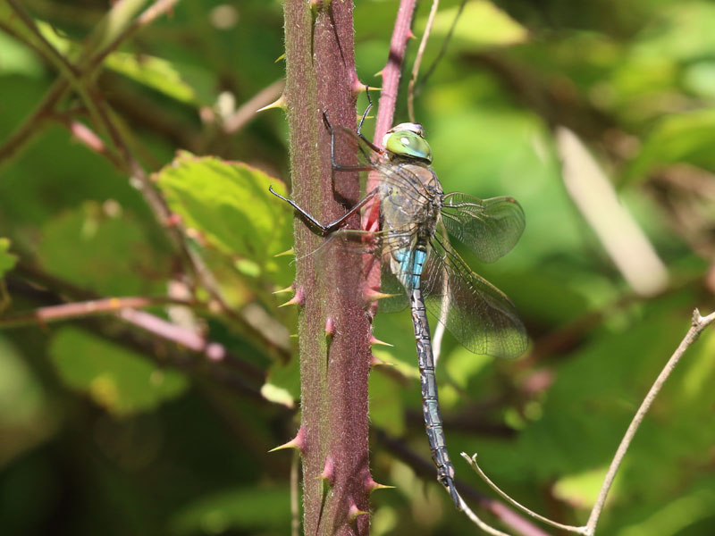 Anax napolitain Anax napolitain
