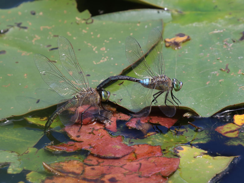 Anax napolitain Anax napolitain
