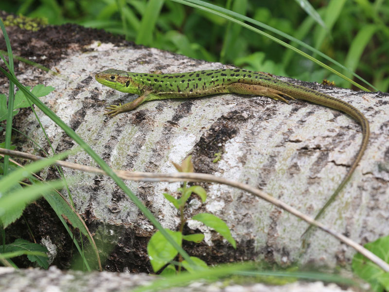 Lzard vert