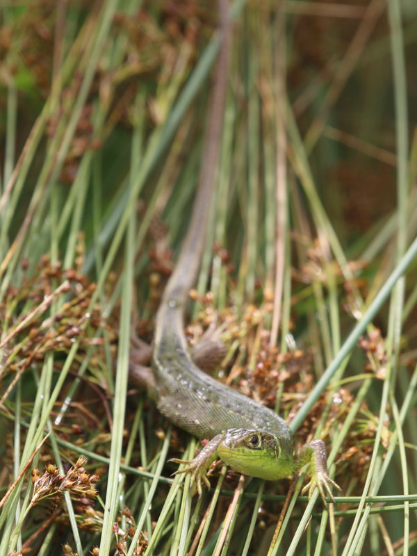 Lzard vert