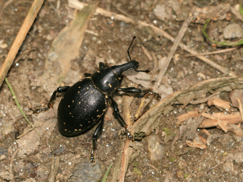 Liparus germanus