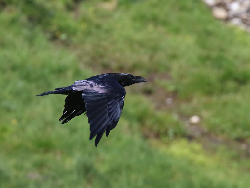 Grand corbeau