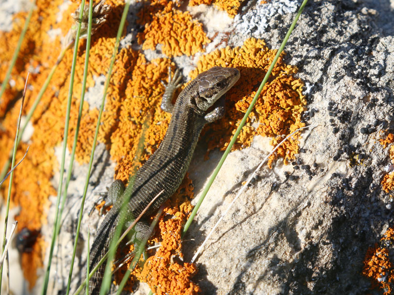 Lzard vivipare