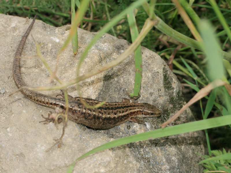Lzard vivipare