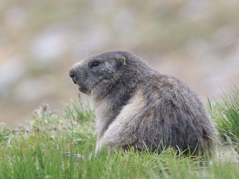 Marmotte des Alpes