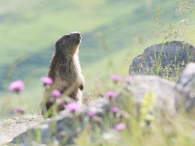 Marmotte des Alpes