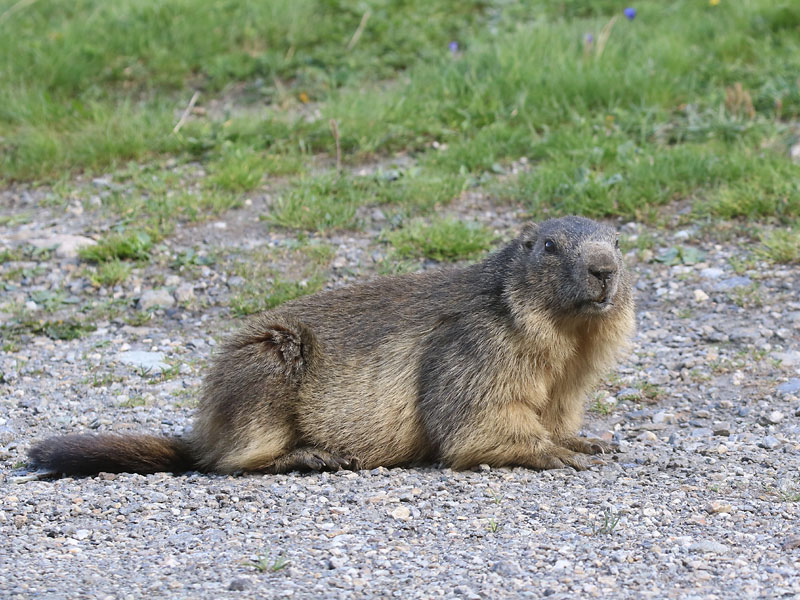 Marmotte des Alpes