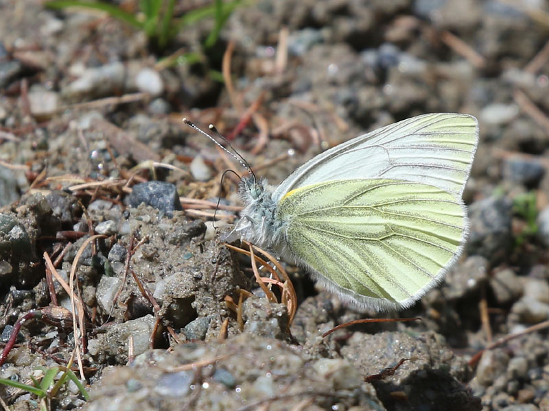 Piéride de l'arabette Piéride de l'arabette