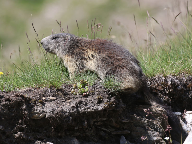 Marmotte des Alpes