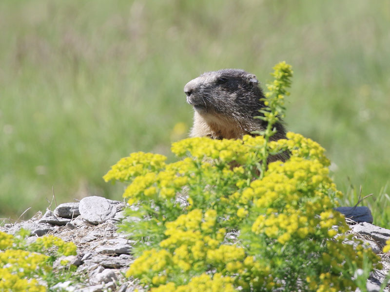 Marmotte des Alpes