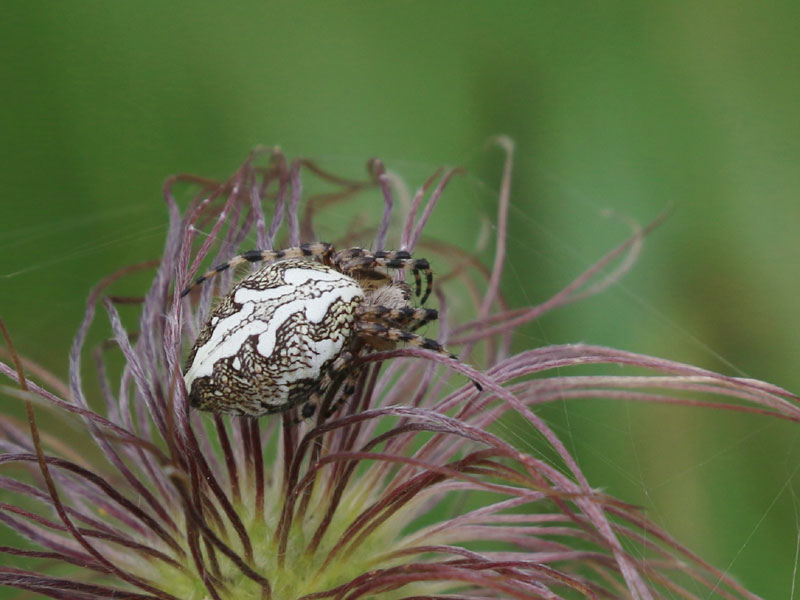 Aculepeira ceropegia