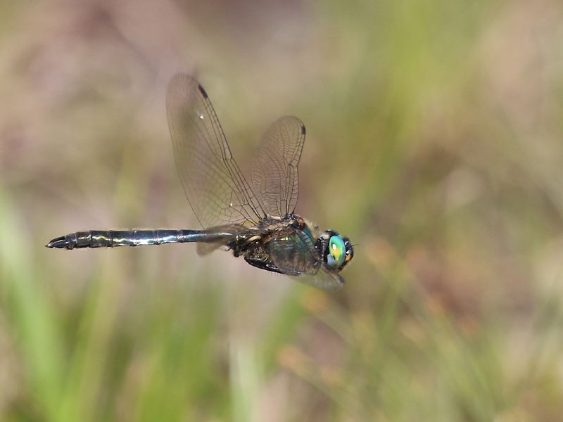 Chlorocordulie alpestre Chlorocordulie alpestre
