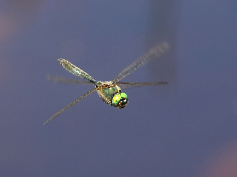 Chlorocordulie alpestre Chlorocordulie alpestre