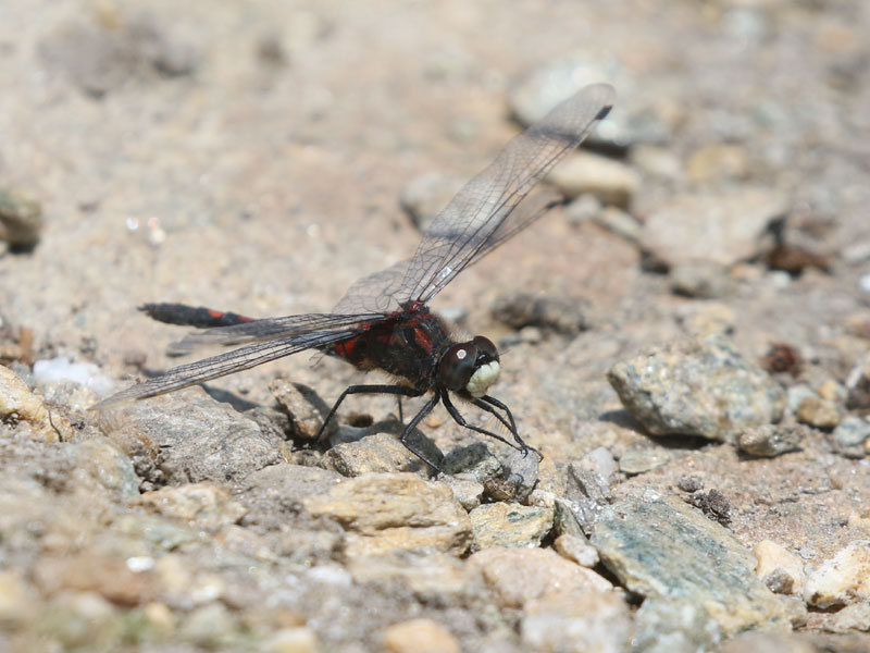 Leucorrhine douteuse Leucorrhine douteuse