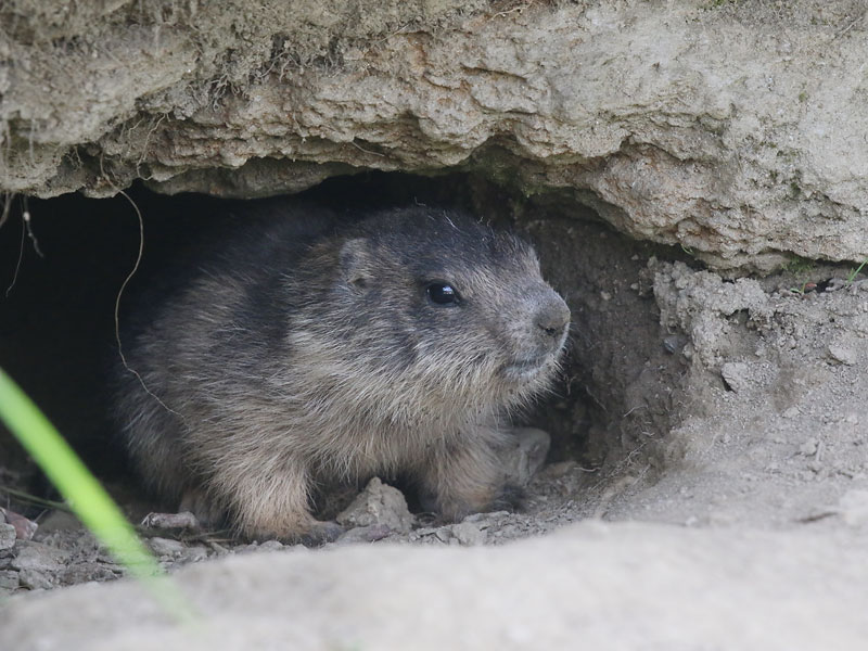 Marmotte des Alpes