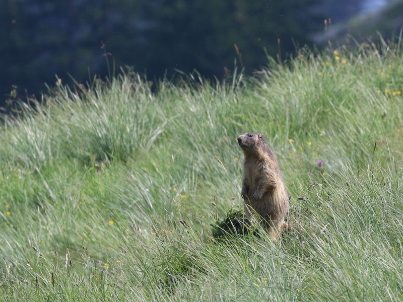 Marmotte des Alpes