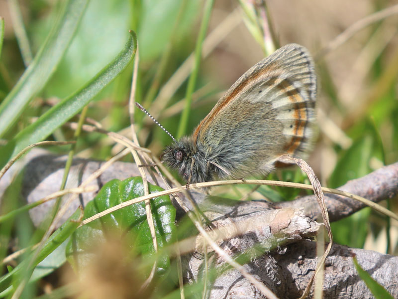 Satyrion