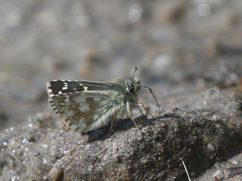 Hespérie de l'alchémille Hespérie de l'alchémille