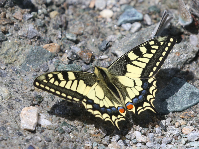 Machaon Machaon