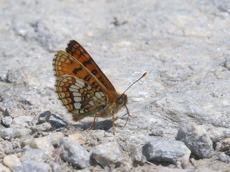 Mélitée alpine Mélitée alpine