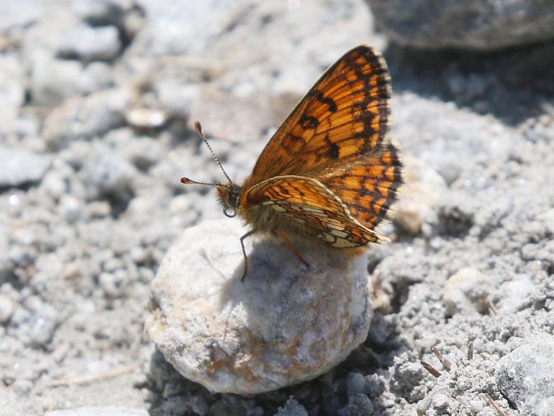 Mélitée alpine Mélitée alpine