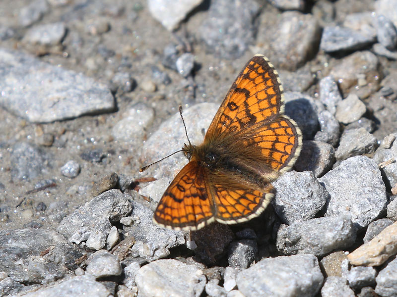 Mélitée alpine Mélitée alpine