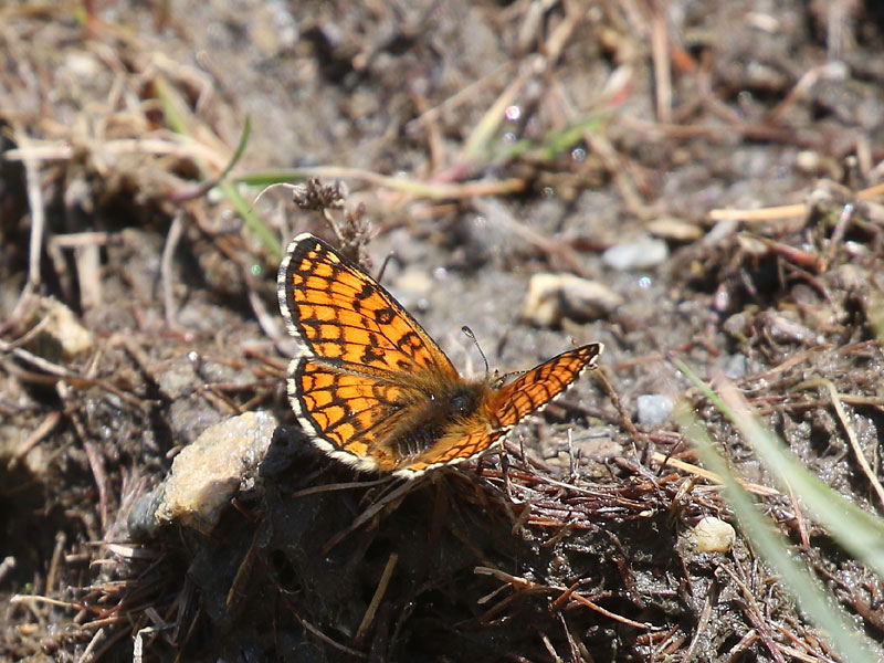 Mélitée alpine Mélitée alpine