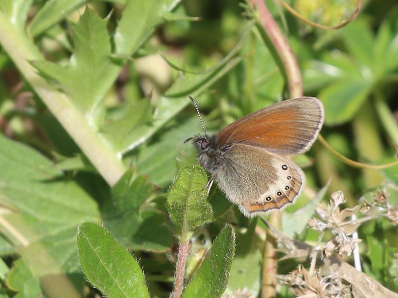 Satyrion