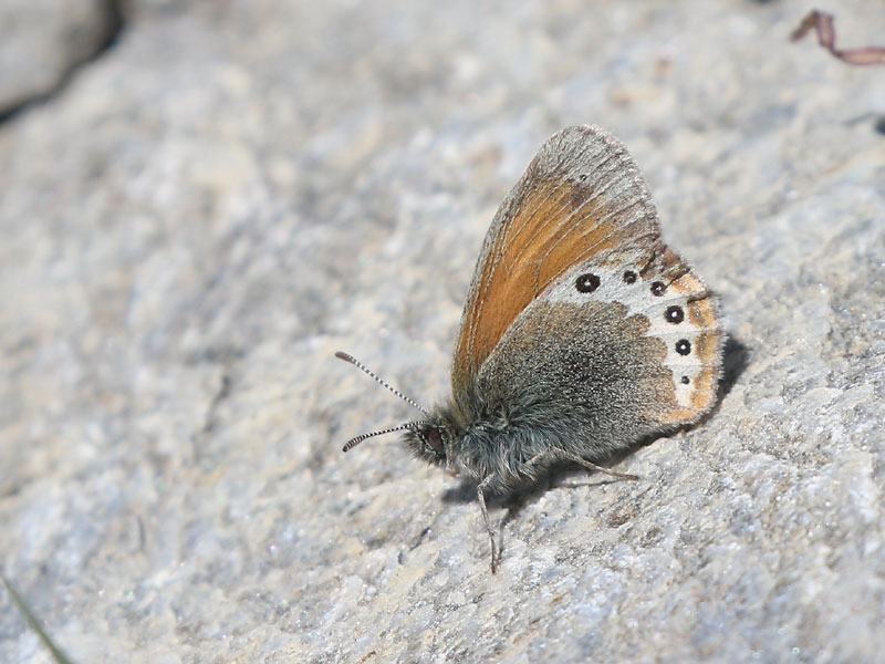 Satyrion