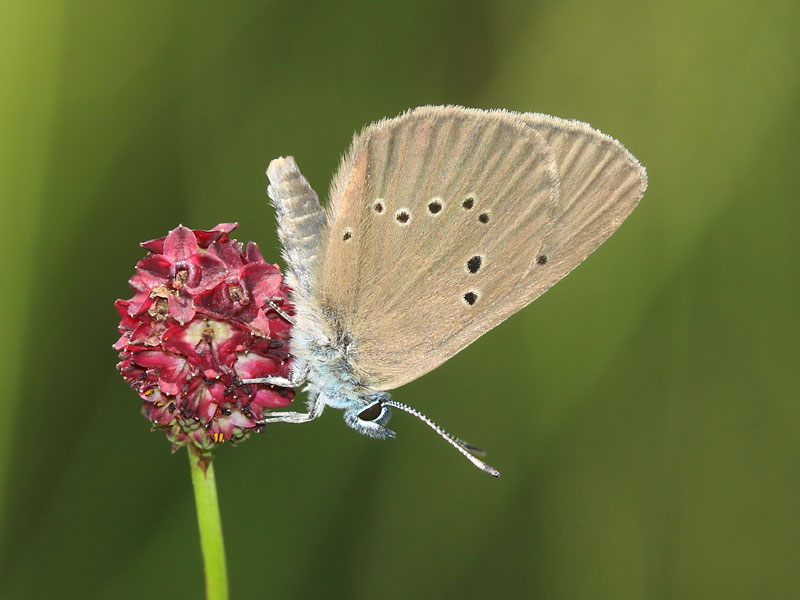 Azur des paluds