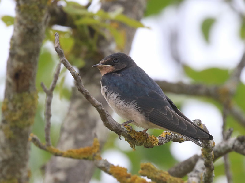 Hirondelle rustique