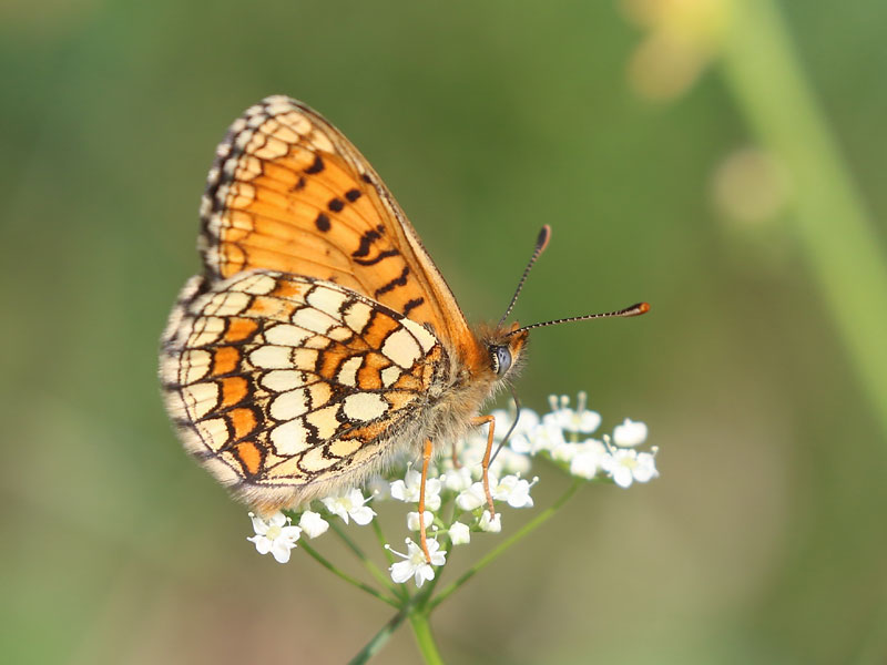 Mélitée des scabieuses Mélitée des scabieuses