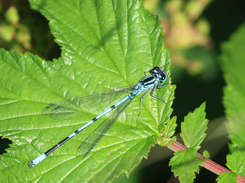 Agrion jouvencelle Agrion jouvencelle
