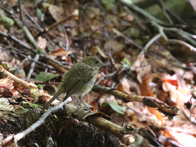 Rouge-gorge familier