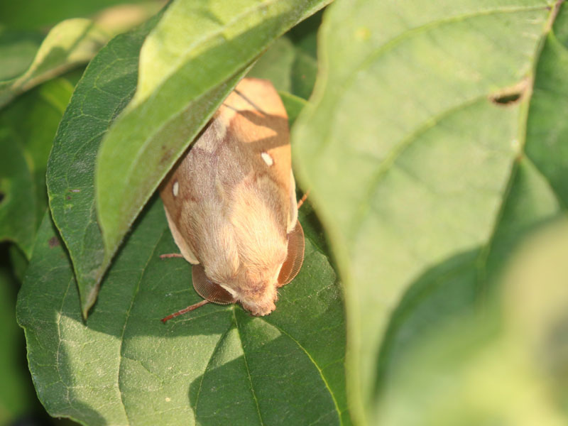 Bombyx du trfle