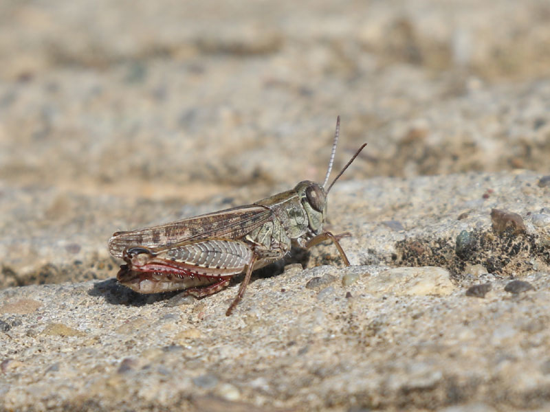 Caloptène italien Caloptène italien