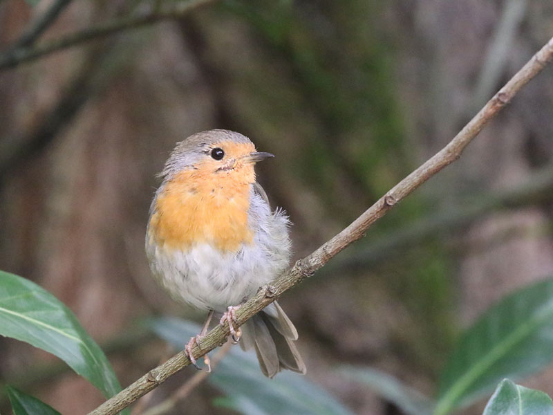 Rouge-gorge familier