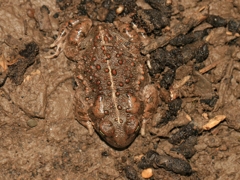Crapaud calamite