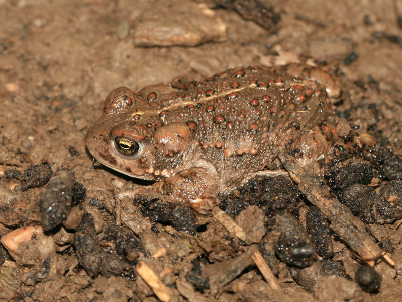 Crapaud calamite
