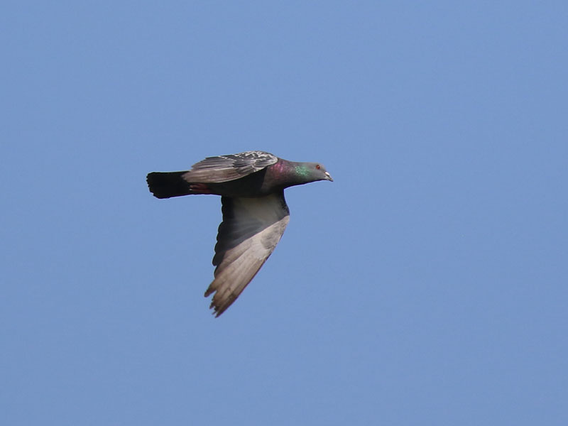 Pigeon biset
