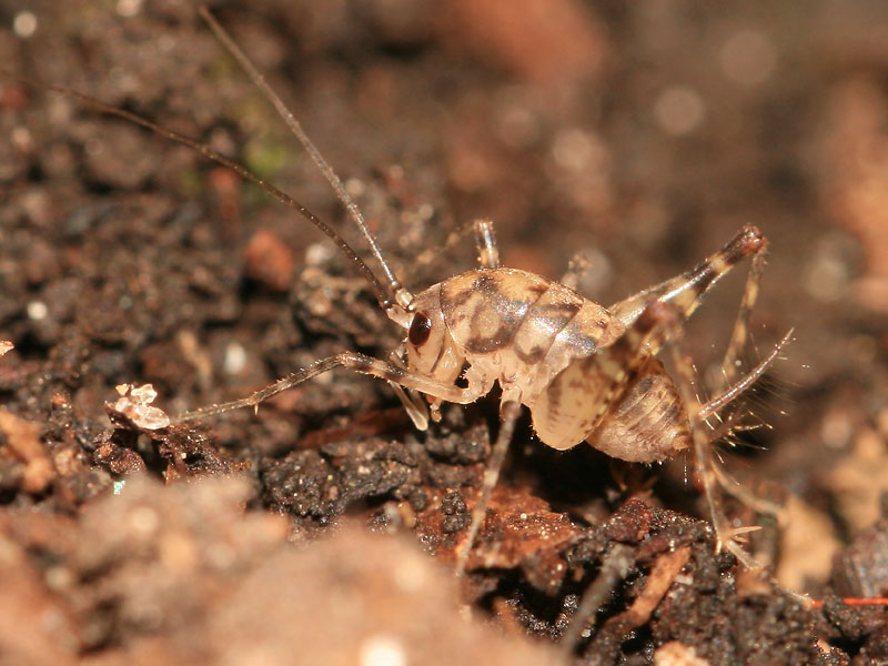 Sauterelle des serres