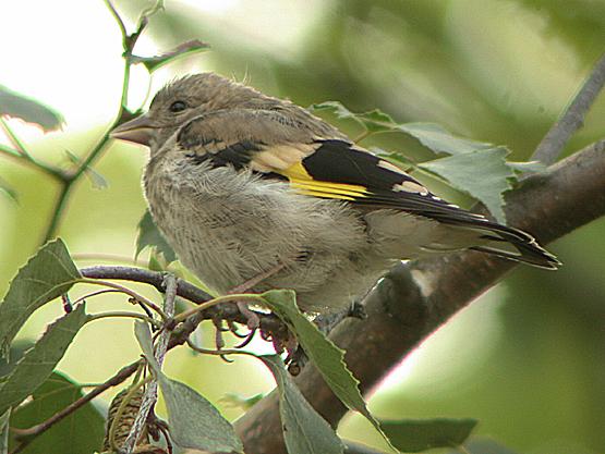 Chardonneret lgant