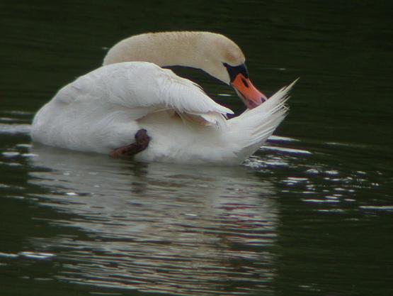 Cygne tubercul