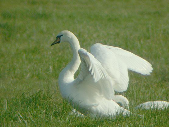 Cygne tubercul