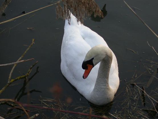 Cygne tubercul