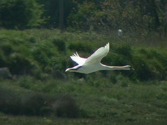 Cygne tubercul
